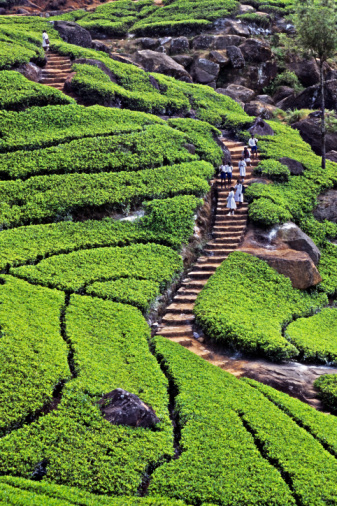 ceylon-tea-garden