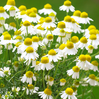 chamomile-flowers