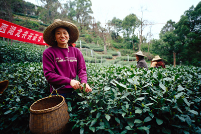 chinese-tea-garden-woman