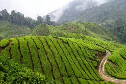 cloud-tea-field