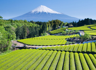 japanese-green-tea-garden-mount-fuji