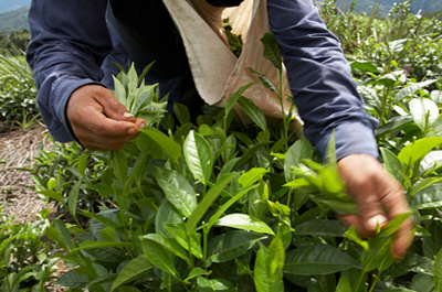 man-harvesting-tea