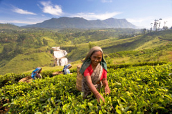 sri-lanka-tea-plantation