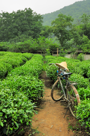 tea-farm-zhejiang-china