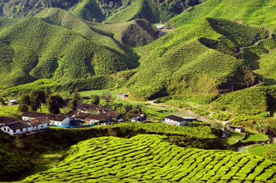 tea-plantation-asia