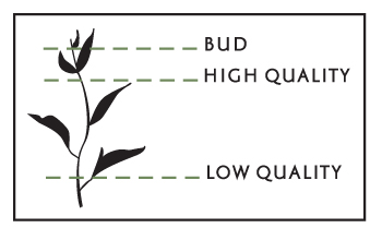 two-leaves-and-a-bud