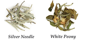 white-peony-silver-needle