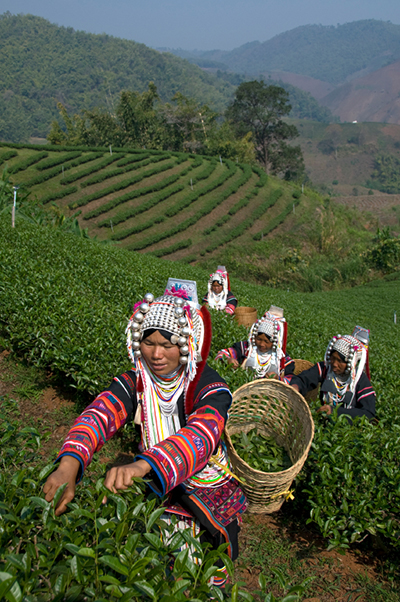 women-picking-tea